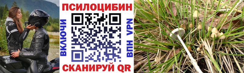 Галлюциногенные грибы Psilocybine cubensis  цены   Азнакаево 